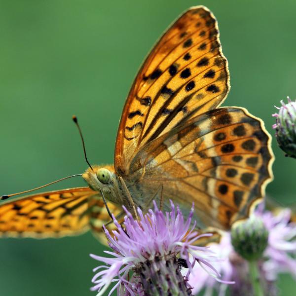 Silver-washed fritillary by Jim Higham