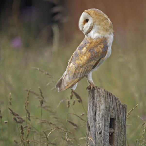 Barn Owl by Russell Savory